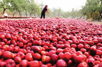 新郑大枣的发展历史,新郑大枣发展历史