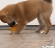 剪刀脚王局长,夺命剪刀脚王局长教学