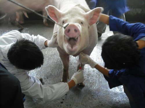 母猪什么药能化胎,母猪滑胎最有效的治疗方法