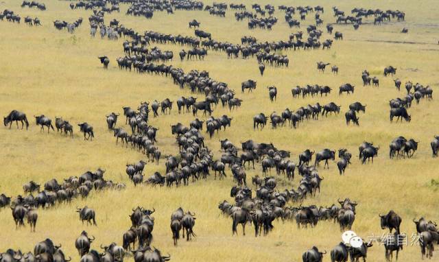 东非动物大迁徙纪实,东非野生动物为什么进行大迁徙