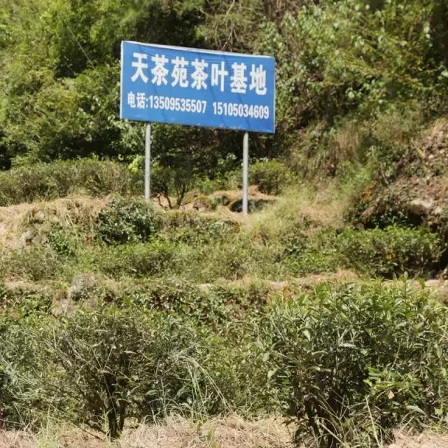 山场主人岩茶价格,山场主人岩茶