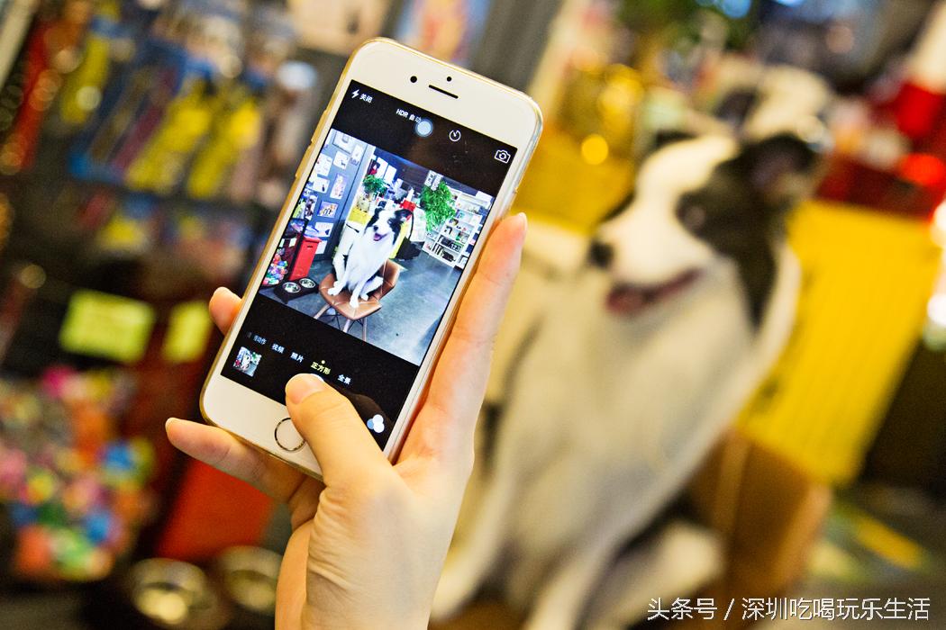 一千平室外宠物乐园,拥有数百只流浪猫的猫咪公园