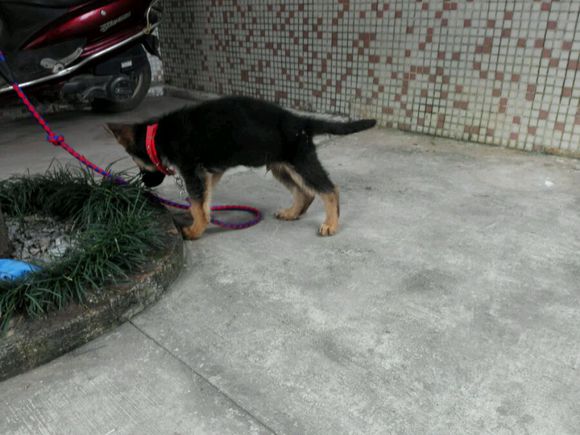 一个月的德牧为什么那么瘦,德牧什么表现是笨狗