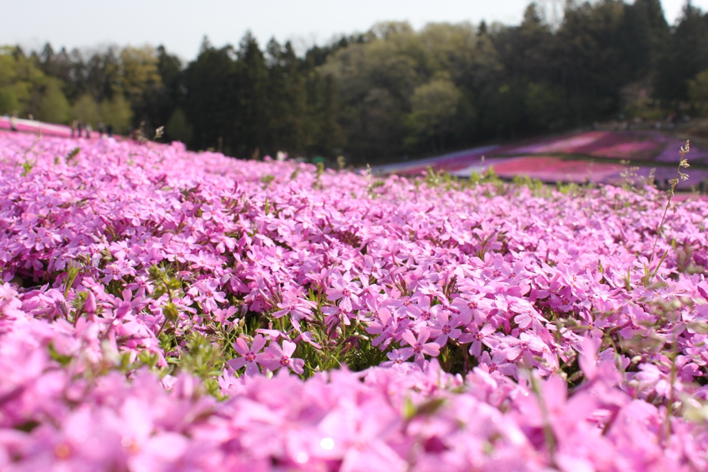 有哪些好听的花儿,好看花儿的名字有哪些
