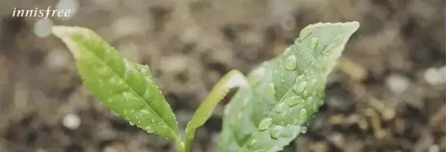 江湖人称”3秒小绿瓶“