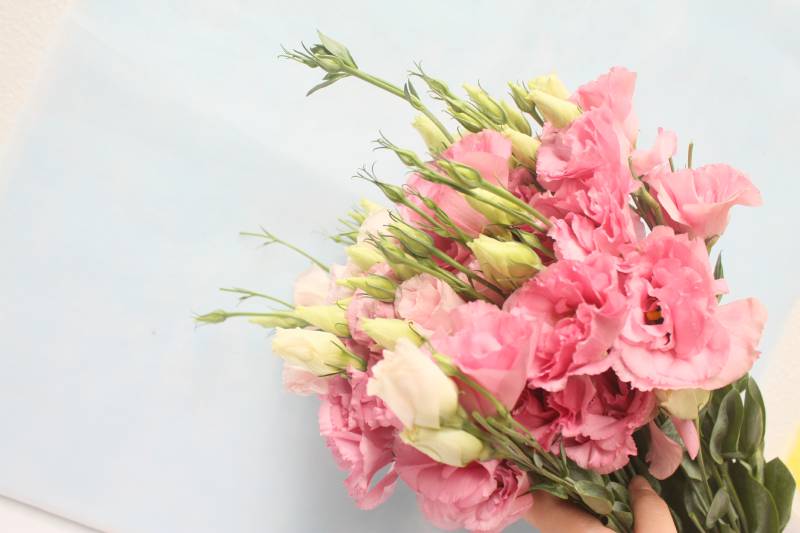 有哪些好听的花儿,好看花儿的名字有哪些