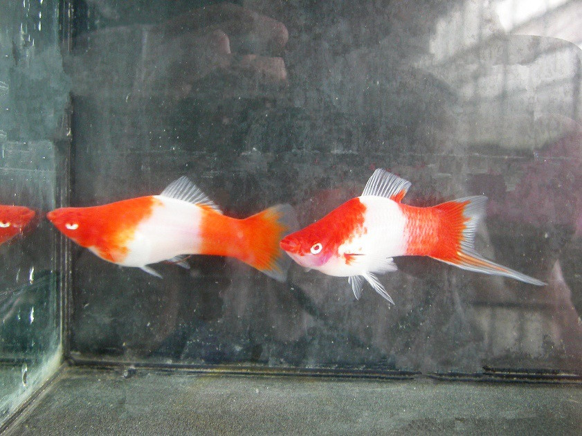 剑尾鱼哪个品种最好养,凤尾热带鱼养殖技术大全