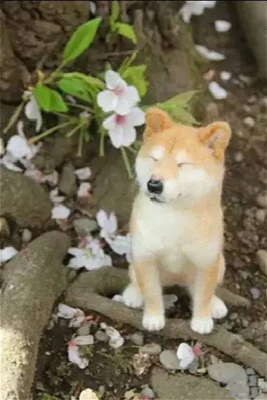 在日本买到假货,日本假货最新处理方法