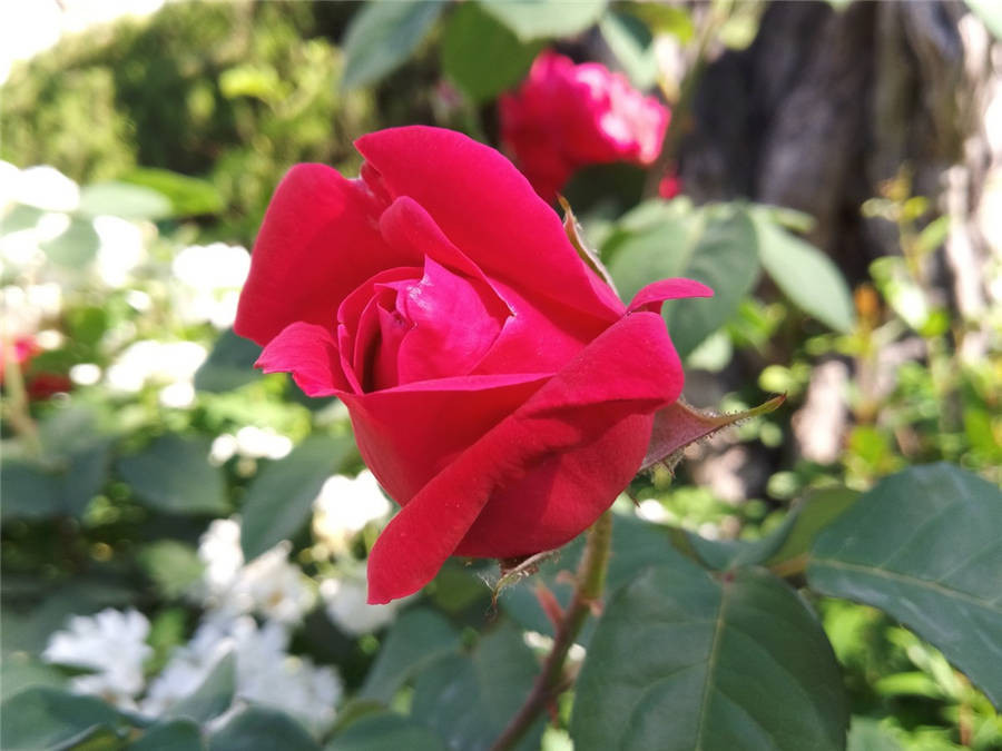 魅蓝明年旗舰,魅蓝系列排行