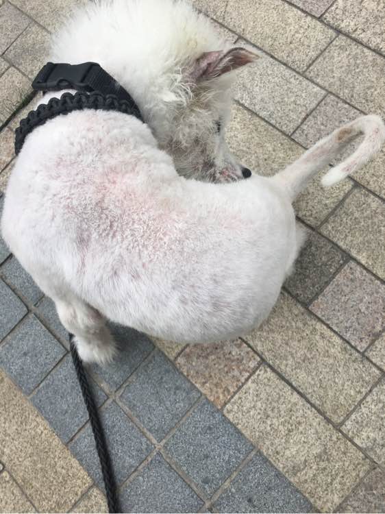 路边捡到一只萨摩耶,捡到萨摩耶有狗癣