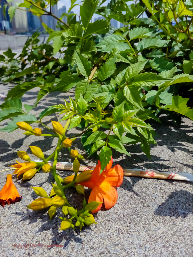 599元的荣耀畅玩5，你会买吗？