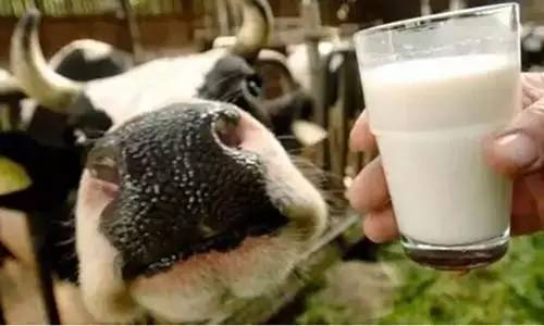 关于牛奶你最需要关注的是什么,你对牛奶的了解有多少