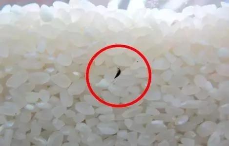 大米保管箱防虫,大米防虫不开袋