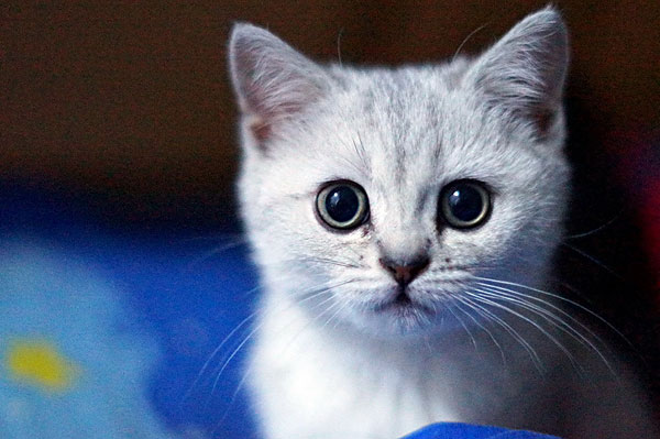 接种过疫苗的狗咬人会得狂犬病吗,暴露后狂犬病疫苗接种禁忌症