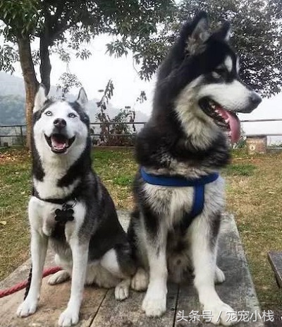 花了5000块钱买了一只阿拉斯加,花了4千买一条狗