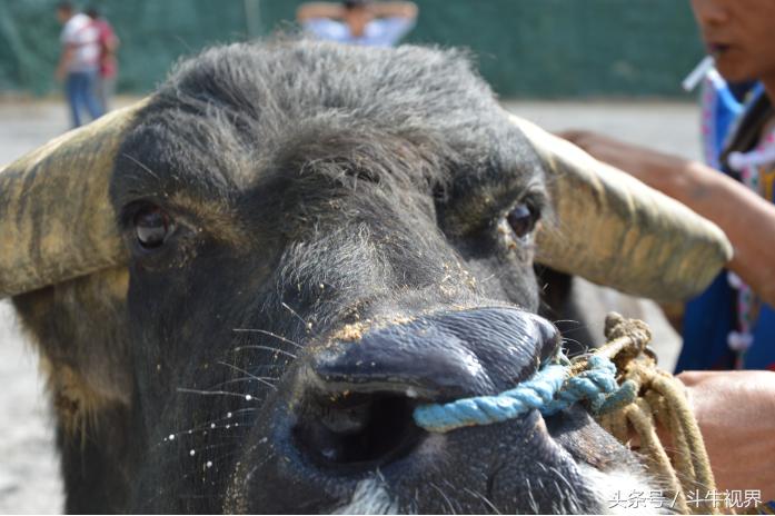 2018年贵州超级牛王争霸赛,2022年贵州牛王争霸赛第一名