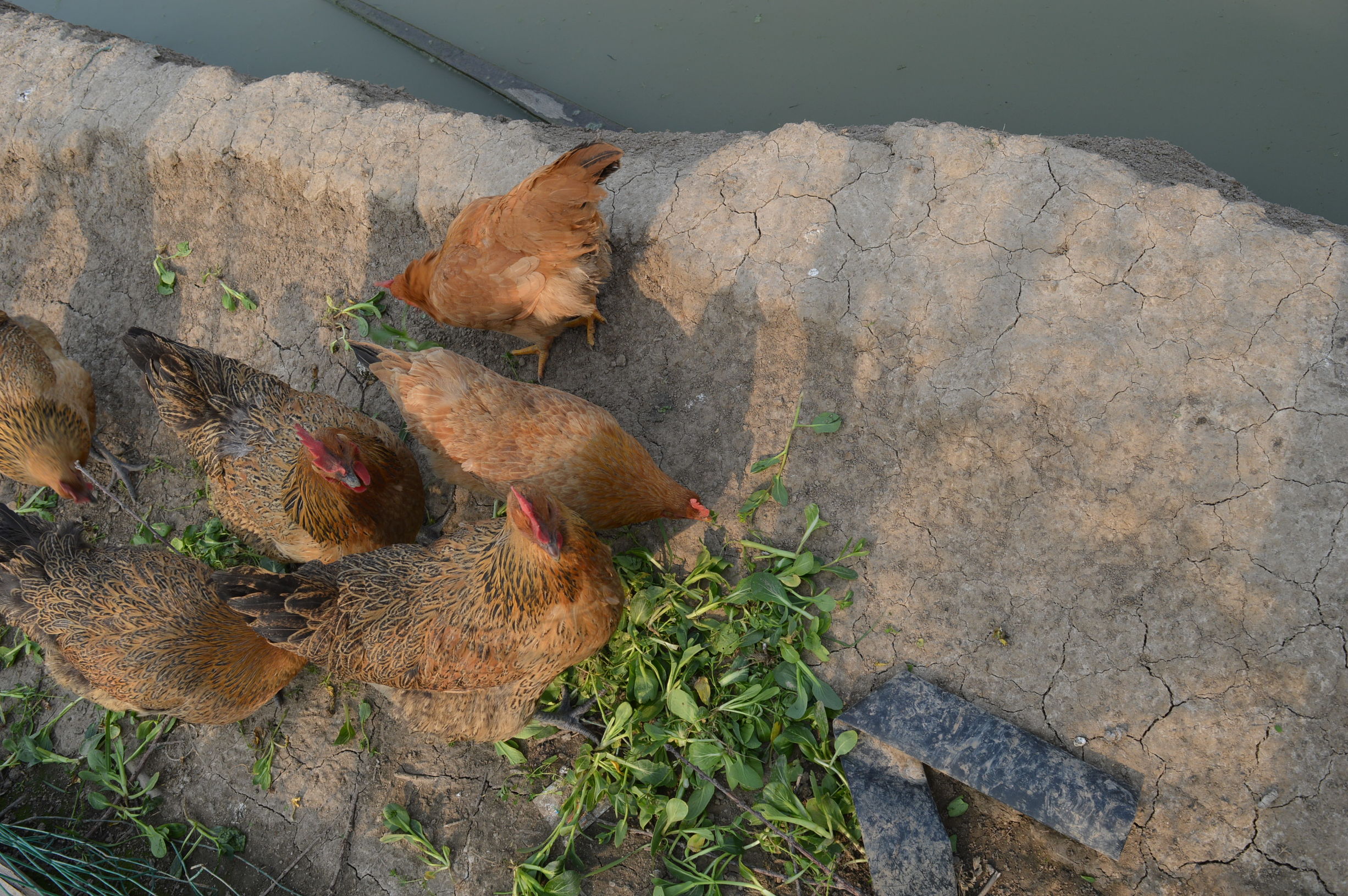 中国蜜桃之都特产,沂蒙山水蜜桃特产有哪些