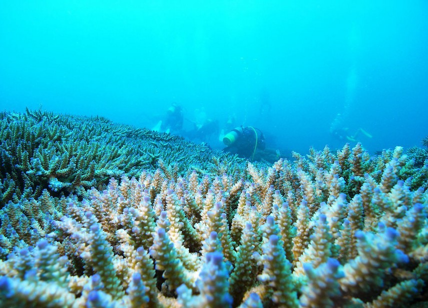 美丽的珊瑚岛全景,泰国珊瑚岛风景