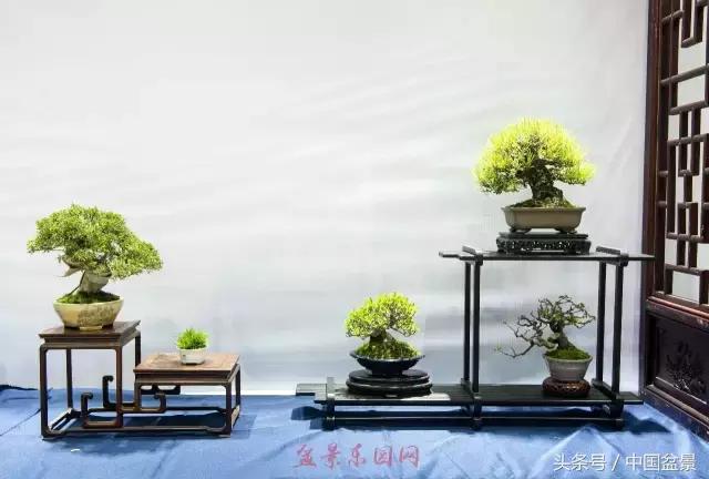 哪些野草适合微型盆景,小品盆景和微型盆景有区别吗