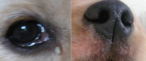 金毛上火怎么办,金毛上火