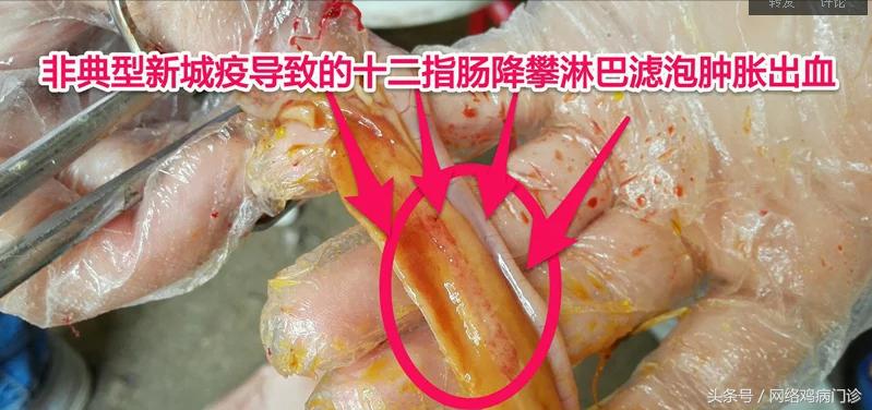 出诊记录之麻鸡再现新城疫流感混感