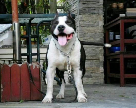 一生所爱sax,一生所爱斯台普斯