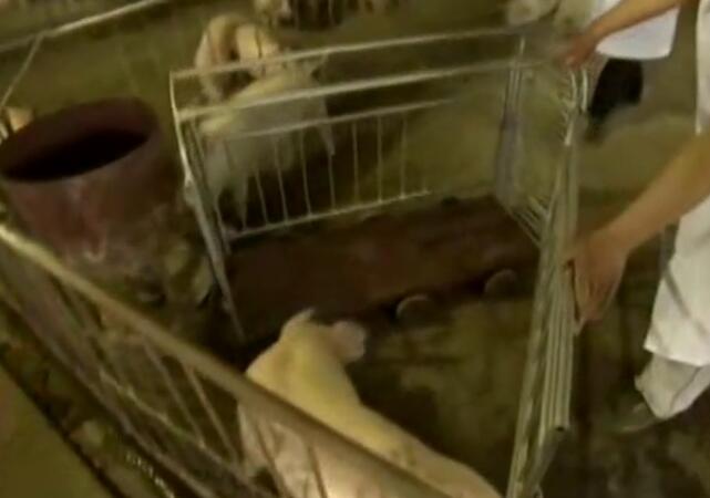 抓猪神器，一抓一个准，一个人能让两头二百斤的肥猪服服帖帖