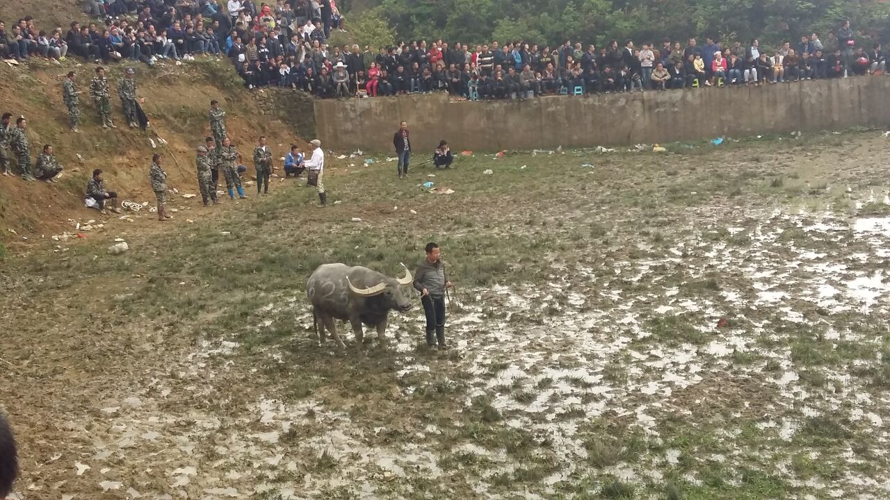 与众不同的斗牛,斗牛精神的魅力
