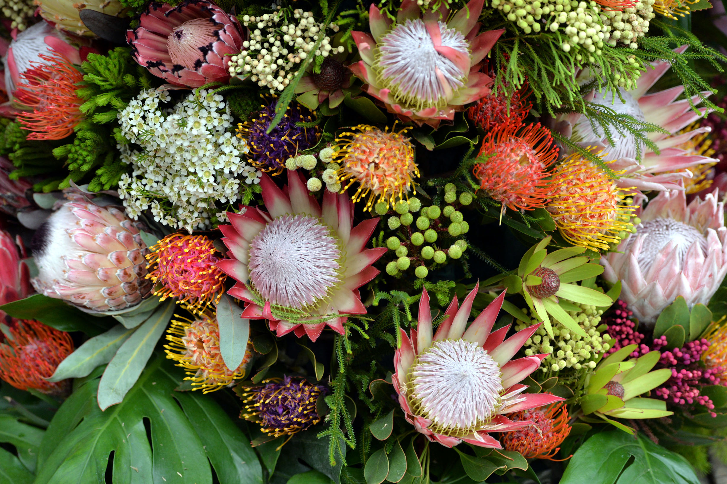 南非帝王花开花过程,南非帝王花单枝