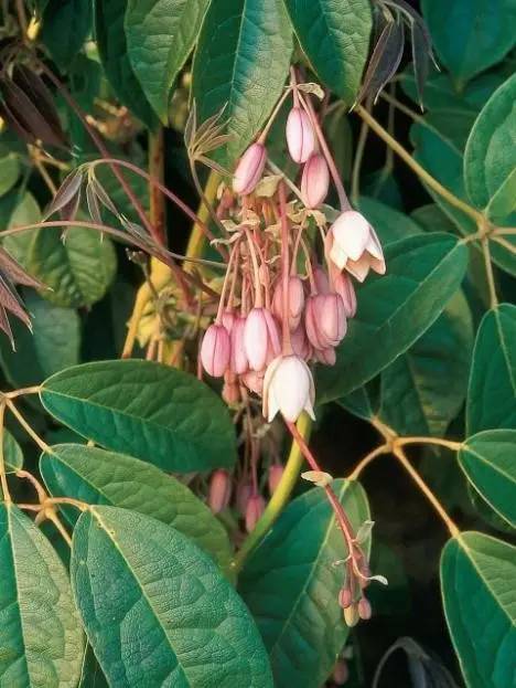 15个高颜值花园庭院设计,冬日无阳光的后花园庭院设计