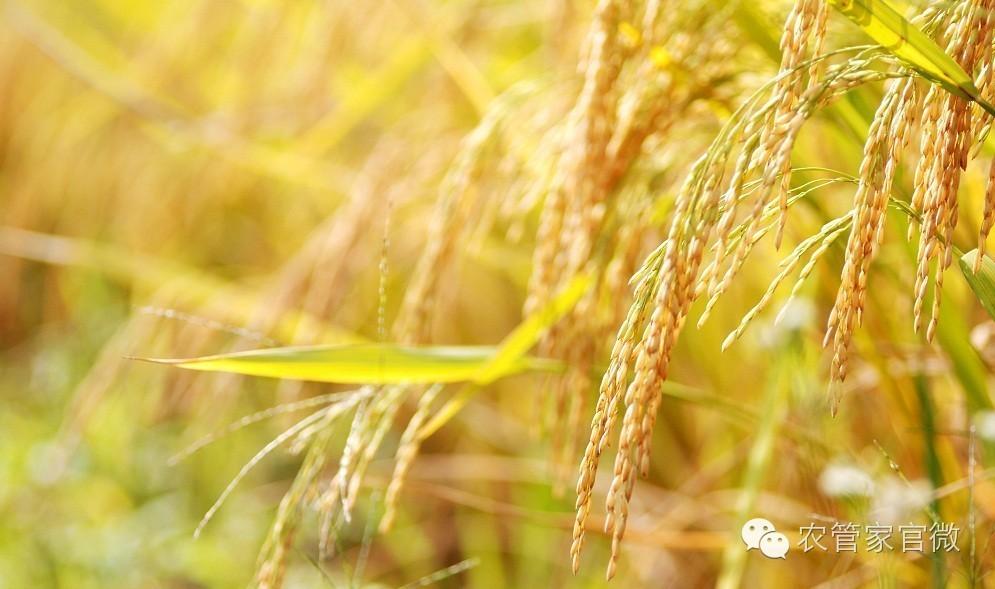 中国粳稻年度价格走势,目前粳稻的价格是什么走势