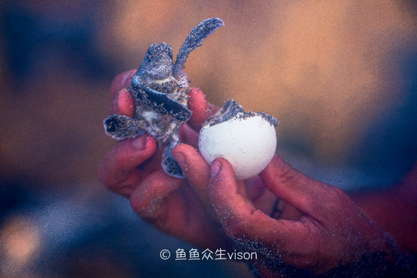 金银岛是真实存在的吗,金银岛神秘之谜