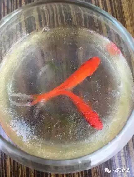 乌龟还能救过来吗,奄奄一息的小乌龟还有救吗