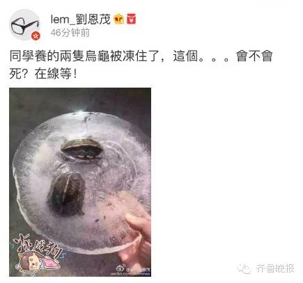 乌龟还能救过来吗,奄奄一息的小乌龟还有救吗