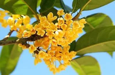 崔长平风景图片,美图美文秦岚