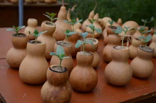 葫芦丝非遗传承人哏德全,葫芦丝大师哏德全故居