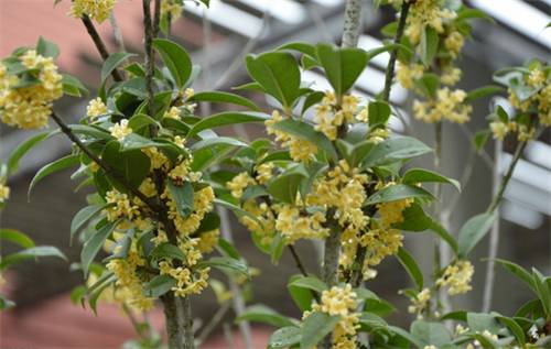 最佳赏桂花地点手绘地图,桂花赏花地图