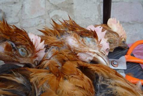 养鸡最好是又有钱又会养，秋季要注意的几种鸡病