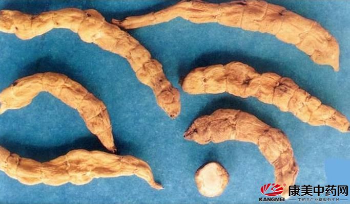 冬虫夏草到底是草还是虫,冬虫夏草是虫还是草