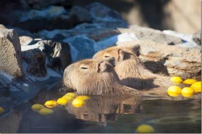 天气转冷的温泉,天气冷了泡温泉