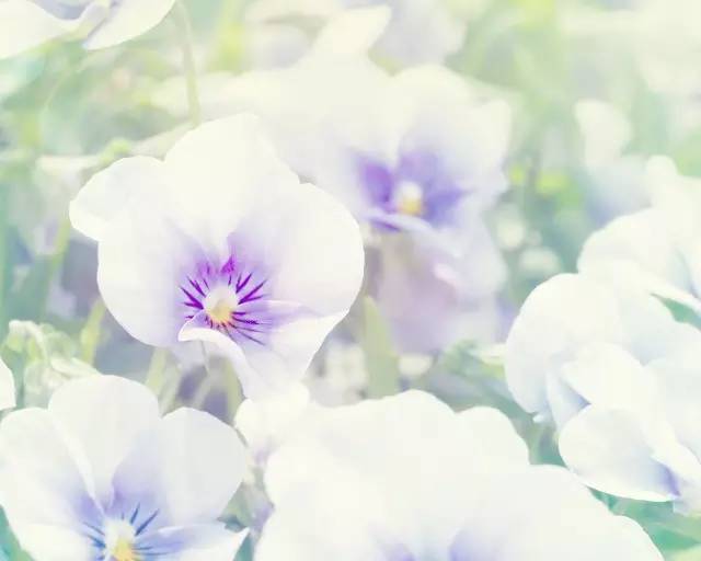 再见了，牛皮癣君