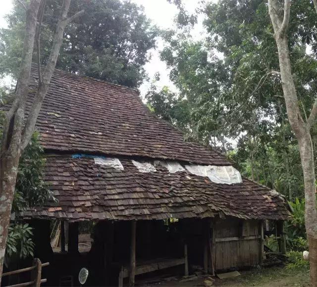 缅甸野人山砍树,村民在原始次生林发现仙草