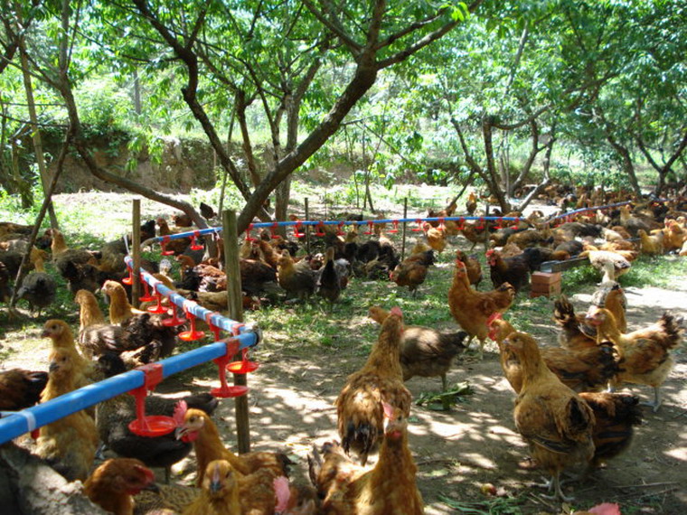 cctv7致富经土鸡养殖,致富经养殖土鸡视频