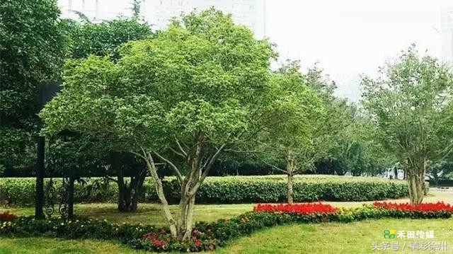 最美的5个赏桂好去处,不错过金秋赏桂好时节