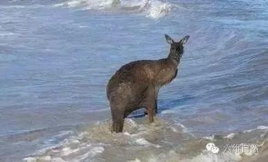 一只袋鼠不知为什么就向大海游去,只剩一片茫然