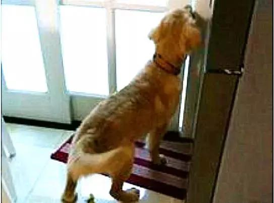 焦虫病死亡周期,焦虫病早期