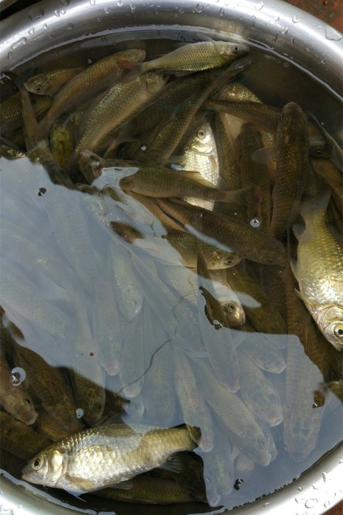 鱼塘钓鲫鱼最佳方法,鱼塘钓鲫鱼用什么饵料