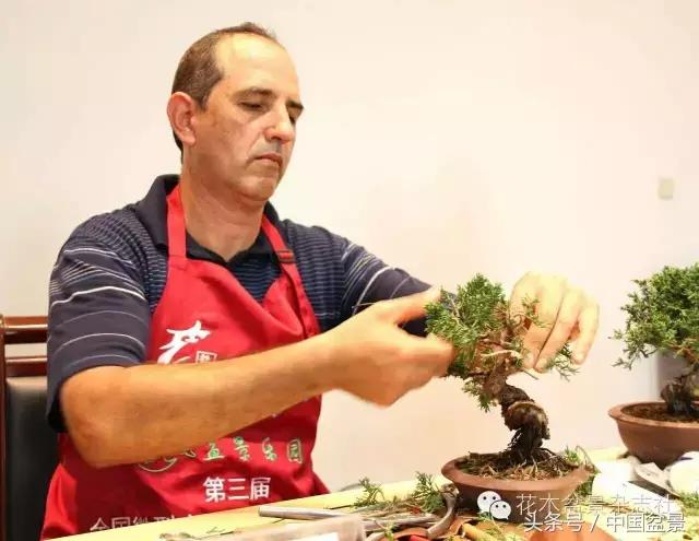 哪些野草适合微型盆景,小品盆景和微型盆景有区别吗