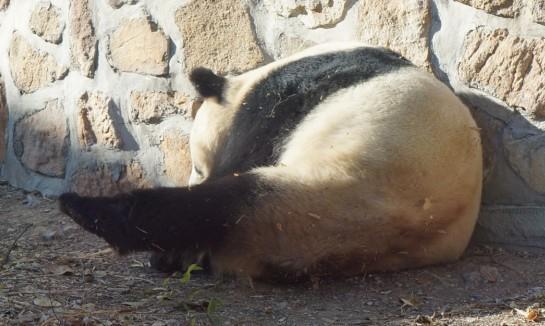 大熊猫越来越少是什么原因,大熊猫为什么是黑眼圈呢