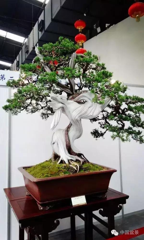 盆景制作与市场,盆景行业的内幕